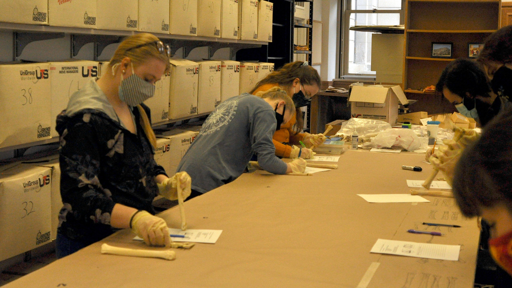 Undergraduate students performing anthropological research in the Enloe Lab.